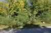 Rogue River Lot 6